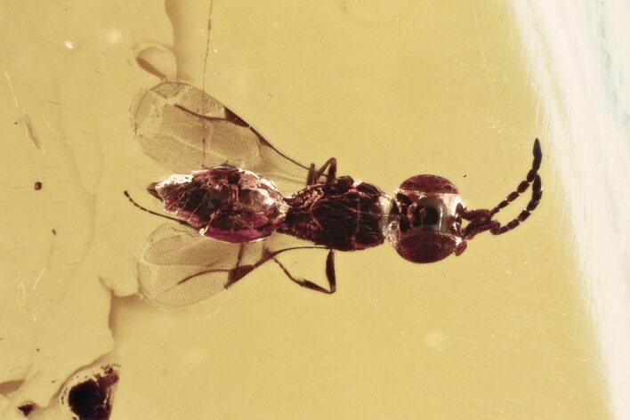 Detailed Fossil Wasp (Megaspilidae) In Baltic Amber #335682
